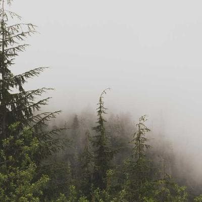 Research Executive 2022